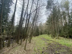 Prodej pozemku, Volfířov - Brandlín, 5958 m2