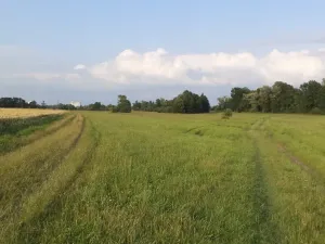 Dražba louky, Pustějov, 9886 m2