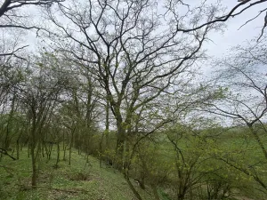 Prodej pozemku, Štětí - Brocno, 1107 m2