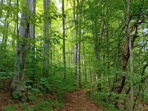 Prodej lesa, Štíty, 18750 m2