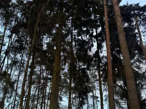 Prodej podílu lesa, Puclice, 12856 m2