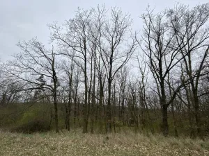 Prodej lesa, Silůvky, 375 m2