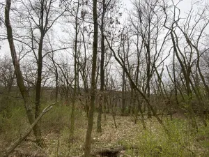 Prodej lesa, Silůvky, 375 m2