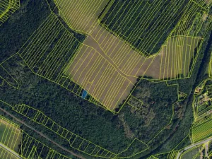 Prodej lesa, Silůvky, 375 m2