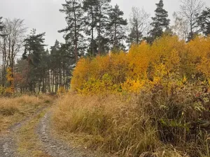Prodej lesa, Úboč, 13538 m2
