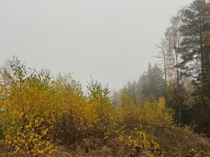 Prodej lesa, Úboč, 13538 m2