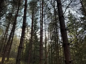 Prodej lesa, Český Dub, 17551 m2