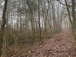 Prodej lesa, Chotiněves, 3854 m2