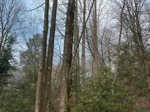 Prodej podílu lesa, Malá Bystřice, 5829 m2