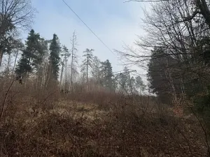 Prodej podílu lesa, Malá Bystřice, 5829 m2