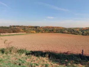 Prodej lesa, Kouřim, 87548 m2