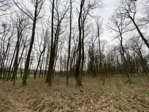 Prodej lesa, Silůvky, 3896 m2