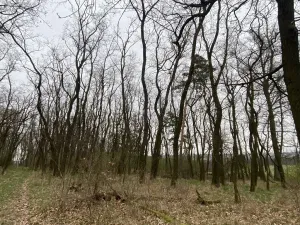 Prodej lesa, Silůvky, 3896 m2