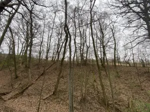 Prodej lesa, Silůvky, 462 m2