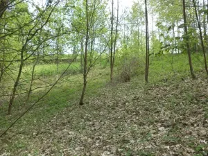 Dražba louky, Líšný, 1958 m2