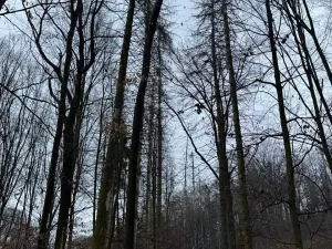 Prodej podílu lesa, Pertoltice, 4226 m2