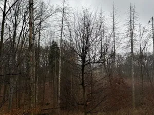 Prodej podílu lesa, Pertoltice, 4226 m2