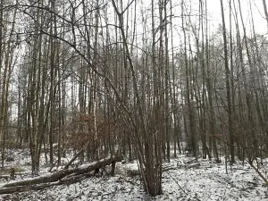 Prodej lesa, Řípec, 27546 m2