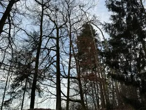 Prodej lesa, Klatovy, 8497 m2