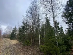 Prodej lesa, Kolinec - Buršice, 5195 m2