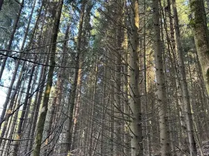 Prodej lesa, Liberec, 14111 m2