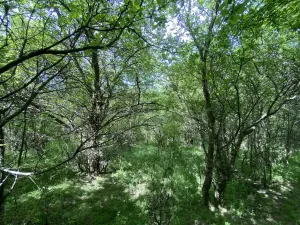 Prodej lesa, Šarovy, 11619 m2