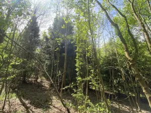 Prodej lesa, Šarovy, 11619 m2