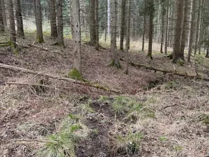 Prodej lesa, Žimutice, 2720 m2
