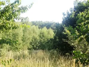 Dražba lesa, Dětmarovice, 2629 m2