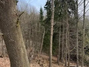 Prodej podílu lesa, Maletín, 10553 m2