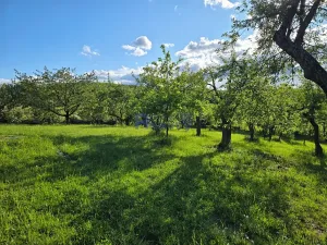 Pronájem zahrady, Dobřenice, 3673 m2