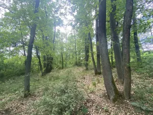 Prodej lesa, Silůvky, 1739 m2