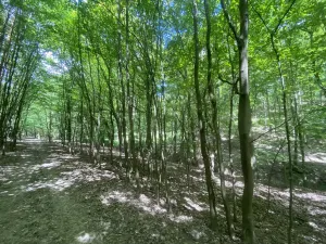 Prodej lesa, Silůvky, 310 m2