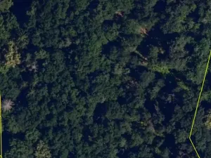 Prodej lesa, Silůvky, 310 m2