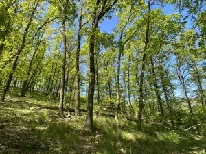 Prodej lesa, Silůvky, 1519 m2
