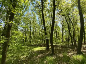 Prodej lesa, Silůvky, 1519 m2