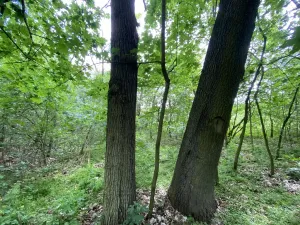 Prodej lesa, Silůvky, 697 m2