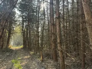 Prodej lesa, Horušice, 9643 m2
