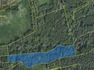 Prodej lesa, Hracholusky, 21 m2