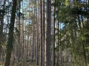 Prodej lesa, Slabčice, 744 m2
