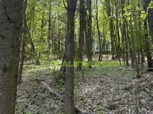 Prodej lesa, Želechovice nad Dřevnicí, Přílucká, 8588 m2
