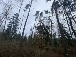 Prodej lesa, Blížejov - Lštění, 4481 m2