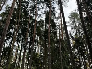 Prodej lesa, Chrášťany, 3640 m2