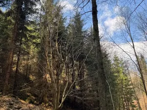 Prodej lesa, Železný Brod, 4901 m2