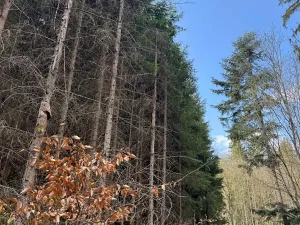 Prodej lesa, Železný Brod, 4901 m2