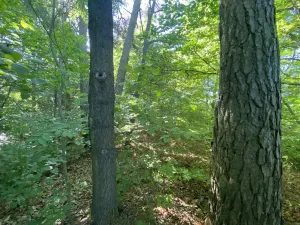 Prodej lesa, Svébohov, 239 m2