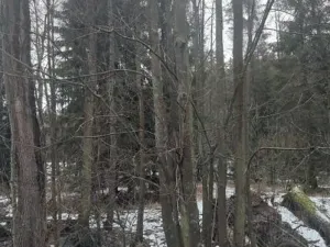 Prodej lesa, Dívčí Kopy, 1620 m2