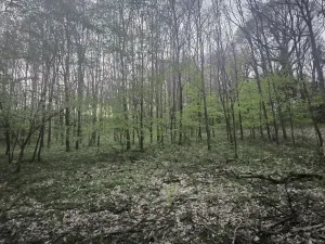 Prodej lesa, Úštěk, 9179 m2