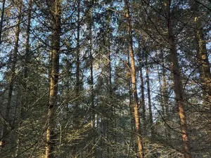 Prodej lesa, Poleň, 7982 m2