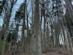 Prodej lesa, Zděchov, 5729 m2